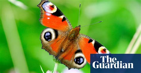 The Big Butterfly Count 2015 In Pictures Environment The Guardian