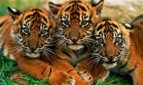 Sunda Tiger Facts By Patreon Token Jun 2022 Medium