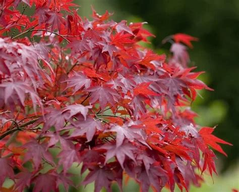 Acer Rubrum Seeds Red Maple Bonsai Seeds Ornament Seeds Etsy