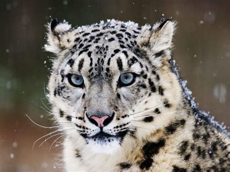 The Endangered Snow Leopard—habitat Feeding Habits And More Hubpages