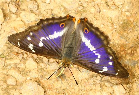 Purple Emperor Male Apatura Iris Northants 2962018 Flickr