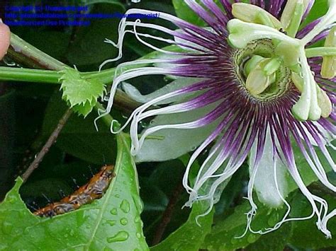 Plantfiles Pictures Blue Passion Flower Hardy Passion Flower Passiflora Caerulea 1 By