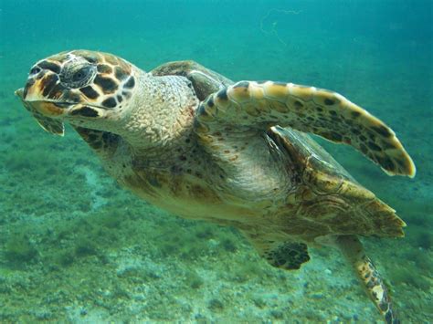 Hawksbill Sea Turtle Fun Facts Ten Facts About Sea Turtles Divebuzz My Xxx Hot Girl