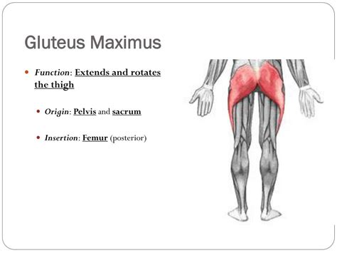 Ppt Muscles Of The Lower Extremity Inferior Half Powerpoint
