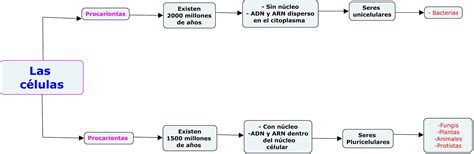 Proyectos De Modulo Iv Cuadro Sinoptico Documento Dos Tipos De CÉlulas