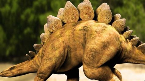 Scientists Seek To Solve Mystery Of Stegosaurus Plates Bbc News