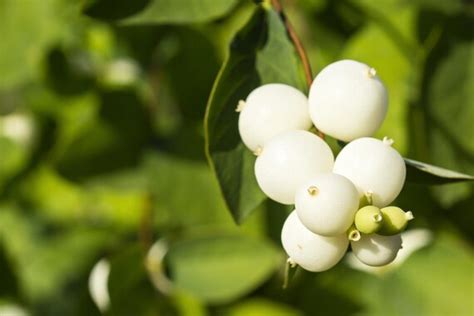 Snowberry Bush Symphoricarpos Alba Snow White Berries Etsy