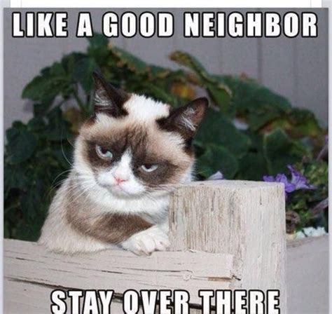 Neighbor Grumpy Grumpy Cat Meme Grumpy Cat Humor Grumpy Cat Quotes