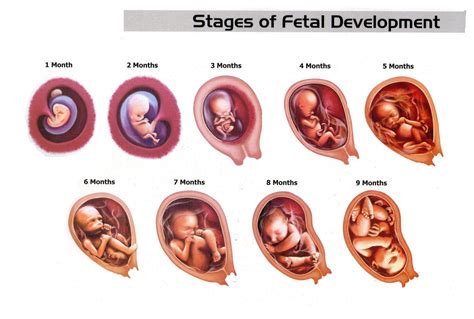 Fetal Development Stages Of Baby Growth In The Womb Mum Corner Zwanger Zwangerschap