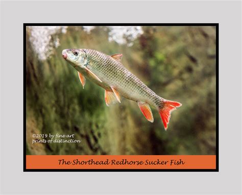 Shorthead Redhorse Sucker Fish Premium Poster Brandywine General Store