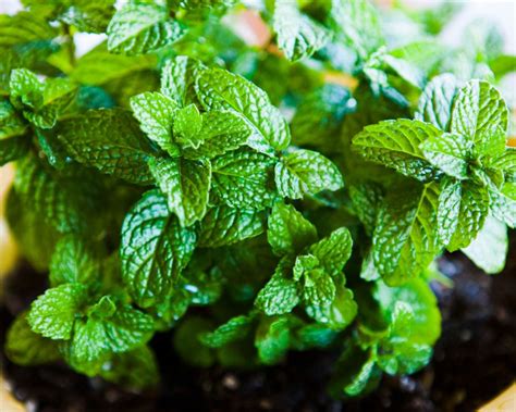 10 Reasons To Grow Mint In Your Garden Blossom Wizard