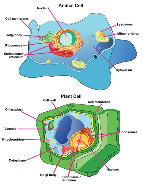 Animal Cell And Plant Cell Organelles And Their Functions Cell
