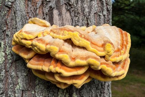 9 Most Delicious Wild Mushrooms You Can Forage Yourself