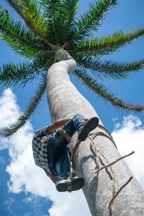 Adult Male Climbs Coconut Tree To Get Coco Nuts Stock Photo Image Of
