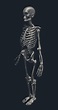 Joel Mongeon|Skeleton