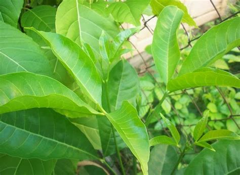 Kunyit (curcuma longa) adalah sejenis rempah yang banyak digunakan dalam kari dan masakan lain di di samping itu daun serta bunga kunyit memang digemari sebagai ulam. Semua Menjadi: Pokok Ulam-Ulam Mentah yang ditanam di ...