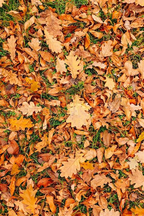 Texture Of Autumn Leaves Yellow Oak Leaf Litter On The Floor In The