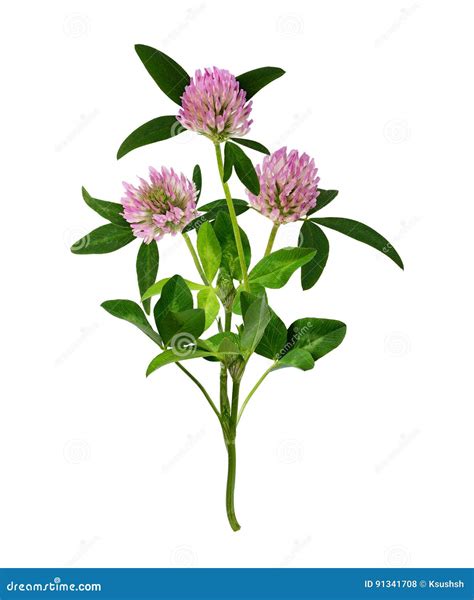 Pink Clover Flowers Bouquet Stock Photo Image Of Lawn Holiday 91341708