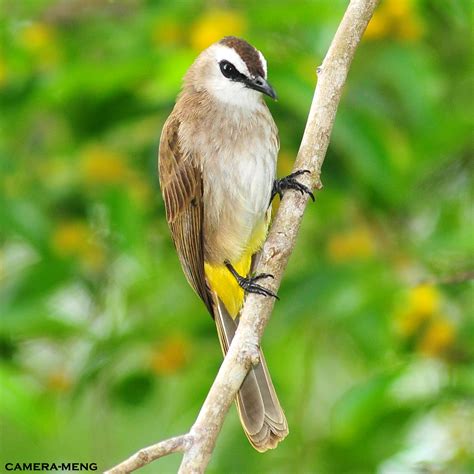 Birds Of Teluk Intan By Camera Meng Yellow Vented Bulbul