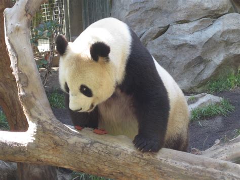 San Diego Zoo Panda Bear Research Station Stacy Oyama Flickr