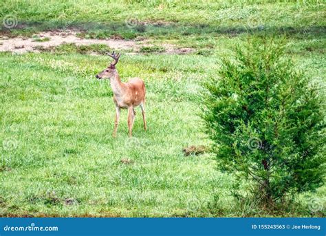 A Large Whitetail Buck Feeding In A Meadow Stock Image Image Of Deer