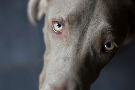 All About Your Dogs Eyes