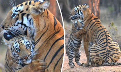 Cute Baby Tiger Comforts Parent After She Misses Out On Kill Nature