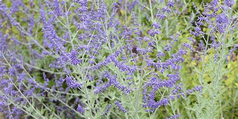 Perovskia Atriplicifolia Russian Sage Western Star Nurseries