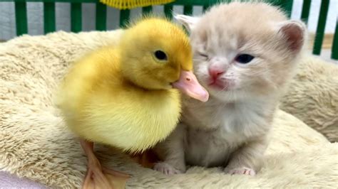 Kittens Meet A Duckling For The First Time Youtube