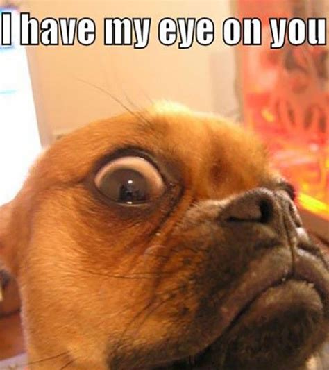 Funny Dog Pictures With Caption 24 Funny Dog Faces Funny Dogs Funny
