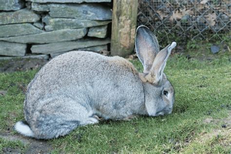 Flemish Giant Rabbit Size Color Behavior Temperament