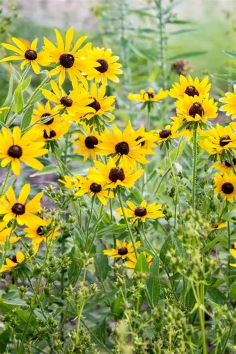 How To Select And Grow Black Eyed Susans In 2021 Black Eyed Susan