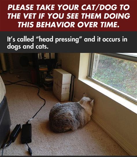 Cats may press their head against a hard wall or other stationary object randomly. Does Your Pet Do This? It Could Be a Sign of a Dangerous ...