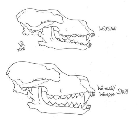 Wolf Skull Vs Werepyer Skull By Killerwolf1020 On Deviantart