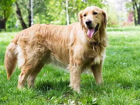 Bảng Giá Của Chó Golden Retriever Địa Chỉ Mua Chó Golden Giá Rẻ