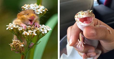 201 Smiling Animals That Will Instantly Make You Smile Bored Panda