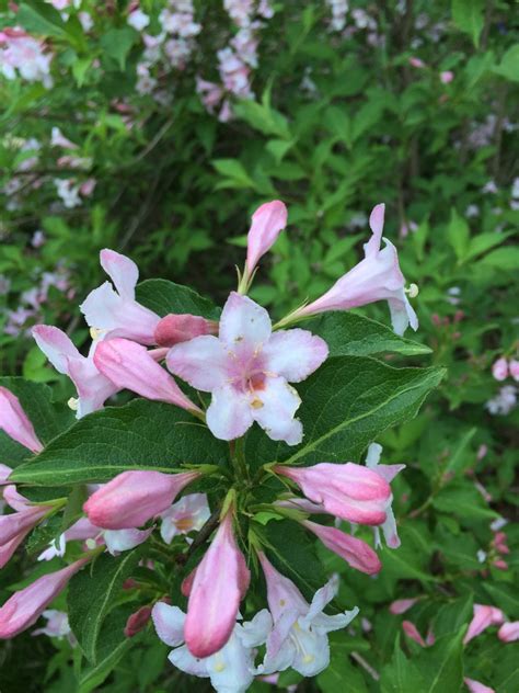 This thread is to identify various perennial plant as they first emerge in spring. Identification Of Pink Flowering Perennial | Flowers Forums