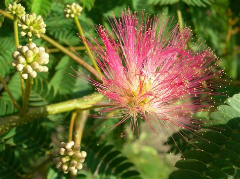 Albizia Julibrissin Silk Tree Mimosa Tree Van Den Berk Nurseries