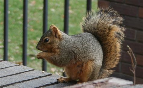 Fox Squirrel Mammals Of Missouri · Inaturalist