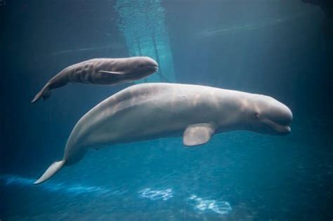 Mom And Baby Beluga Whales Pets And Animals Pinterest