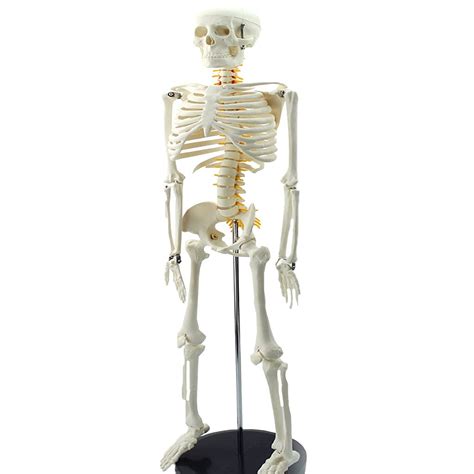 Buy Human Skeleton Model Life Size Anatomical Skeleton Replica With