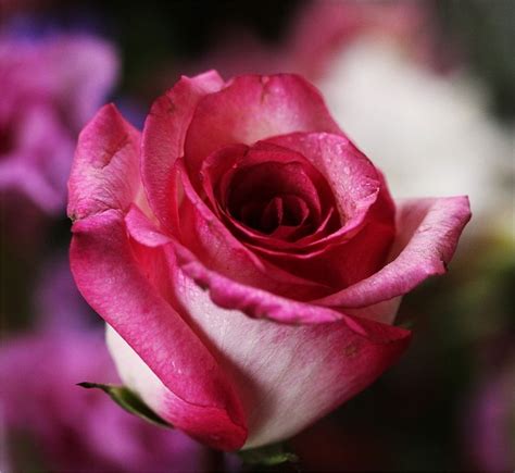 Express yourself perfectly with a beautiful bouquet of roses. Budding Rose Pictures, Photos, and Images for Facebook ...