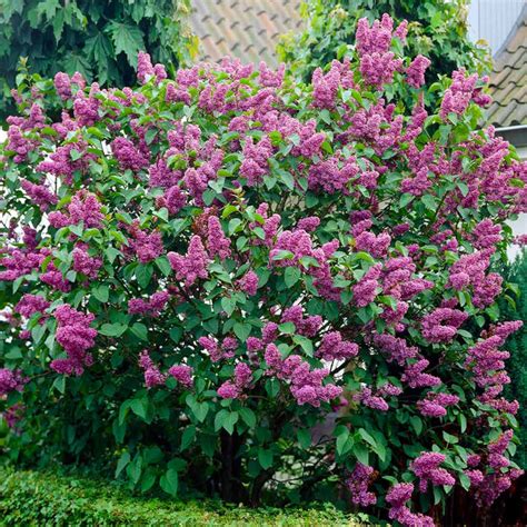 Common Purple Lilacs For Sale