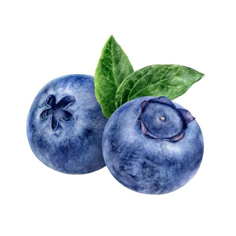 Blueberry Watercolor Illustration