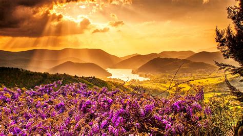 Purple Flowers Field In Mountains Background Under Black Yellow Clouds