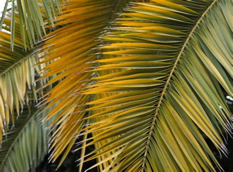 Waving The Palms