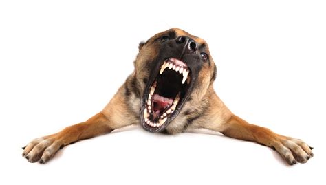 Can Hunger Cause Aggression In Dogs