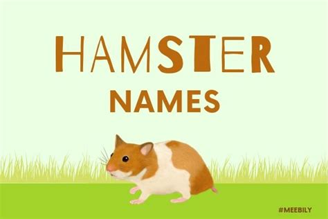 600 Hamster Name Ideas Meebily