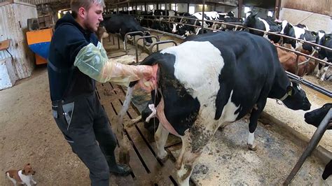 Dehorning How Cow Give Birth Baby Calf Being Born Cows Milking Farming