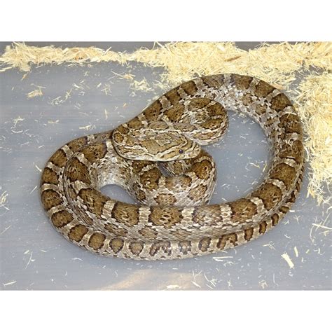 Hypo Everglades Rat Snake